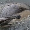 Rescuers Defend Decision To Not Help Injured Gowanus Dolphin